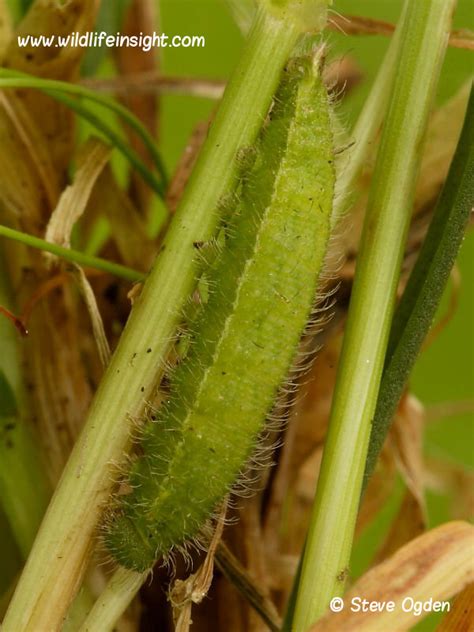 Meadow Brown Butterfly and caterpillar (Maniola jurtina) | Wildlife Insight