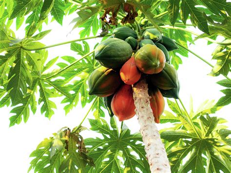 How To Grow And Care For A Papaya Tree - Bunnings New Zealand