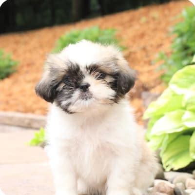 Shih Tzu Puppies for Sale | Buckeye Puppies