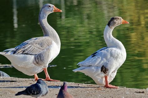 Birds Geese Feathers - Free photo on Pixabay