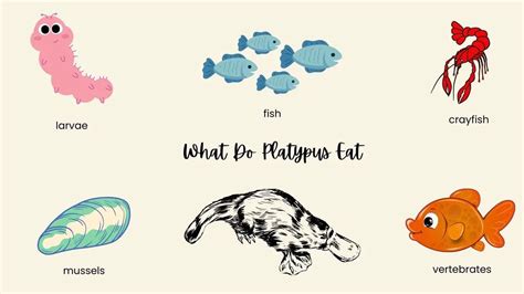 What Do Platypus Eat