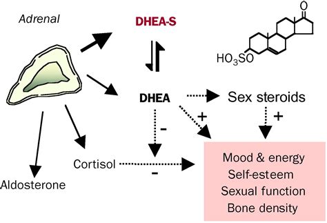 Dehydroepiandrosterone