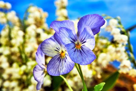 Beautiful Blooming Pansy Flowers during Spring Stock Photo - Image of decoration, blooming ...