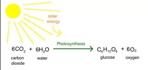 Bioenergetics: Photosynthesis and Cellular Respiration - KEYSTONE KRAMMING