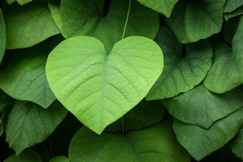 Heart Palpitations: Top 6 Herbs According To A Herbalist