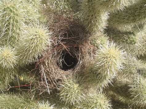 Cactus Wren Nest Orientation | BirdNote