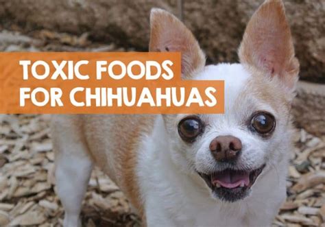 25 Bad Foods That Are Poisonous & Toxic to Chihuahuas