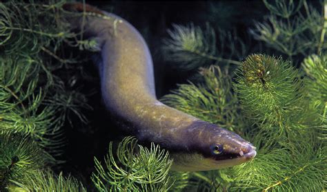 European eel population at risk of collapse | Science