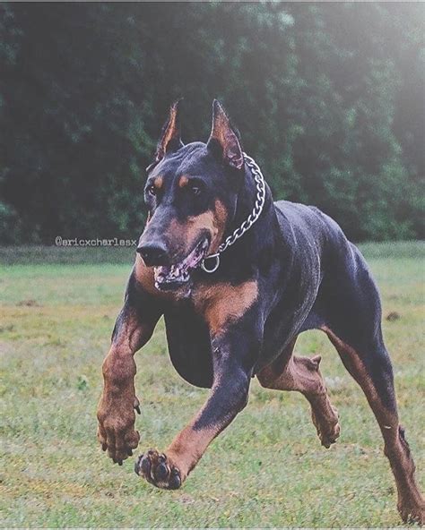 #doberman | Scary dogs, Doberman pinscher dog, Dog breeds