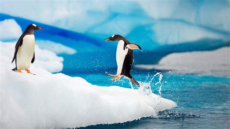 Penguins at Play, arctic, ocean, penguin, sea, winter, cold, ice berg, ice, antarctica, HD ...