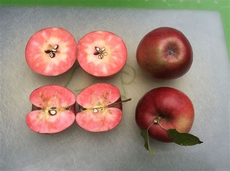 Experience with Red Fleshed Apples - General Fruit Growing - Growing Fruit