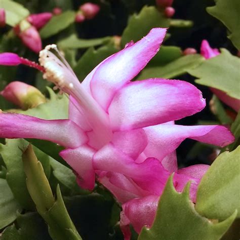 Christmas Cactus Saturday - Cactus Jungle