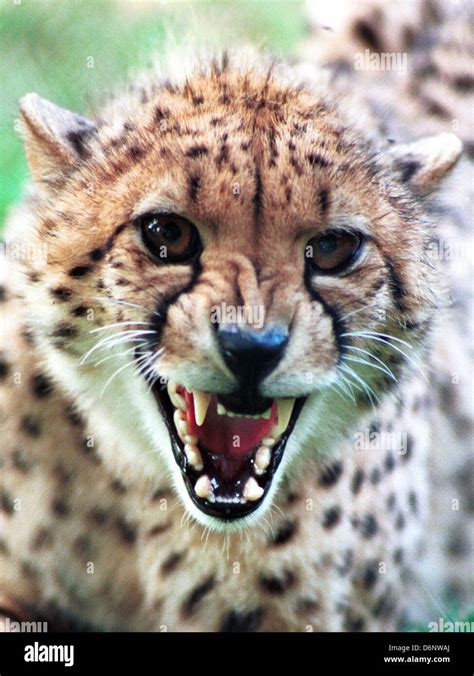 Cheetah growl in threatening manner, Acinonyx jubatus, growling,bared ...