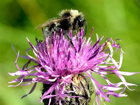 The Woodland Trust - Wildflowers for bees: how to attract bees to your...