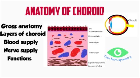 What is the choroid coat of the eye? – Tipseri