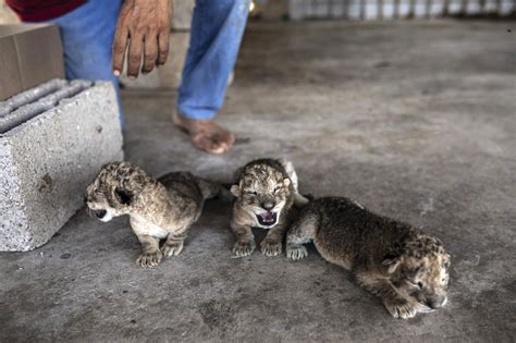 Days after airstrikes and rocket fire, 3 newborn lion cubs go on ...