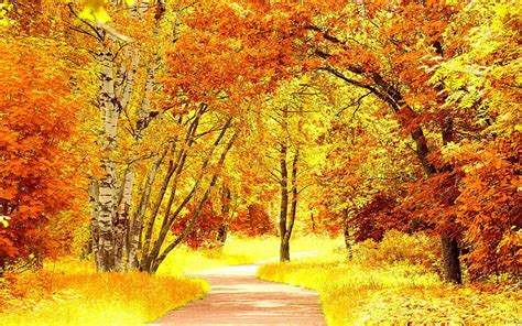 HD wallpaper: The colors of autumn, road, trees | Wallpaper Flare