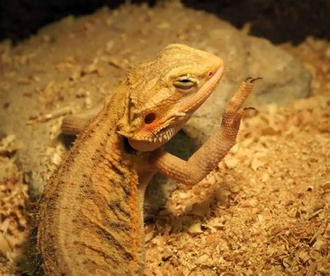 4 Reasons Your Bearded Dragon is Waving – Family Pet Planet