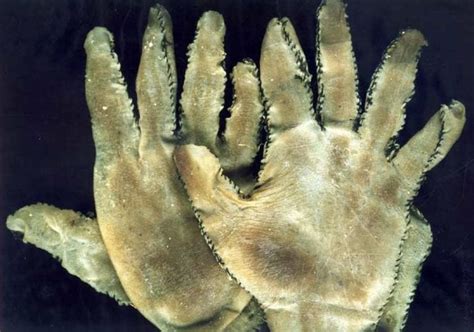 Human skin gloves made by serial killer Ed Gein : r/WTF