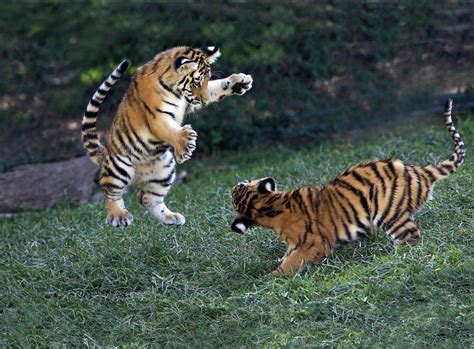 two tigers playing with each other in the grass