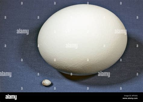 Ostrich and Hummingbird Eggs Size comparisons Stock Photo - Alamy