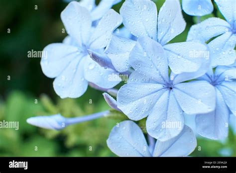 Cluster of blueish flowers of cape leadwort, plumbago auriculata, with small droplets on the ...
