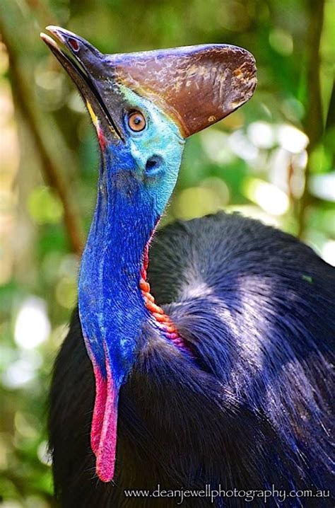 Male adult Southern Cassowary on a walk about in the Daintree Rainforest,QLD Australian Fauna ...