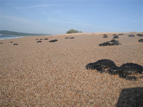 El Naranjo, the miracle of life in Riviera Nayarit - Riviera Nayarit Blog