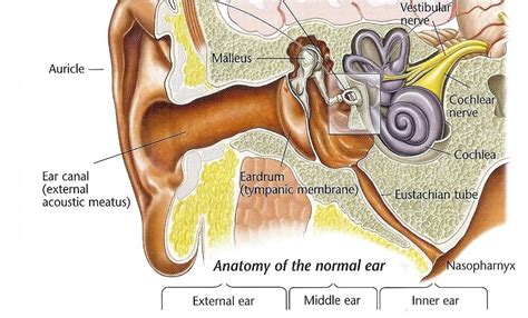 Patulous Eustachian Tube | Dr Sean Flanagan