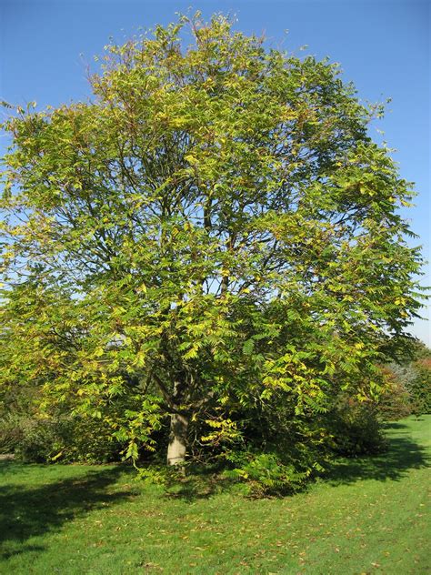 cork oak tree leaves - Suzanna Bravo