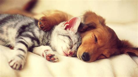 Funny Dog And Cat Wallpaper