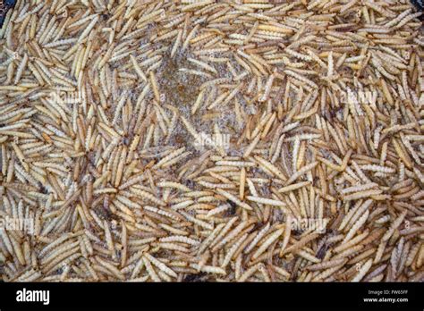 Fried bamboo worms on a market, edible insects, Thai cuisine, specialty, Thailand Stock Photo ...