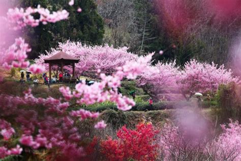 Taiwan’s 2020 Cherry Blossom Forecast and The Best Viewing Spots - Klook Travel Blog