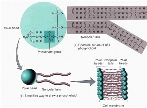 What is lipid? - QS Study