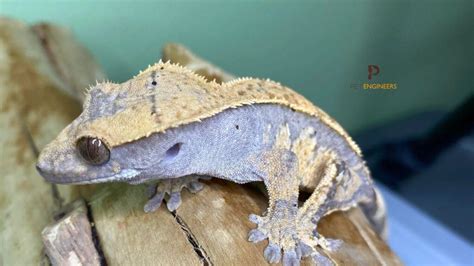 Crested Gecko Morph Guide: 20 Types of Crested Gecko Morphs 2024 | Pet ...