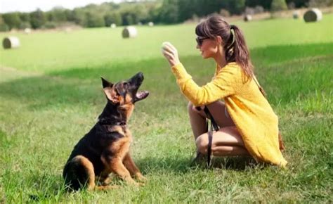 5 Training Tips for the German Shepherd Dog | German Shepherd Country