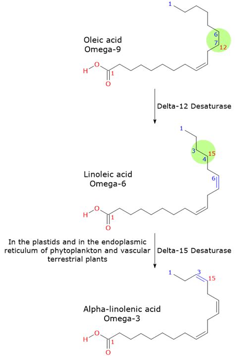 What Is An Essential Omega 3 Fatty Acid - BEST GAMES WALKTHROUGH