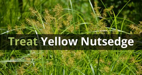 Control Yellow Nutsedge in Your Lawn - Blue Grass Lawn Care ...