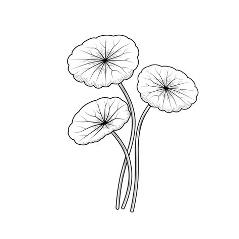 Sketch of gotu kola or Centella asiatica, isolated on a white background. 8860787 Vector Art at ...