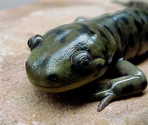 Salamander - Facts, Habitat, Life Cycle, Diet and Pictures