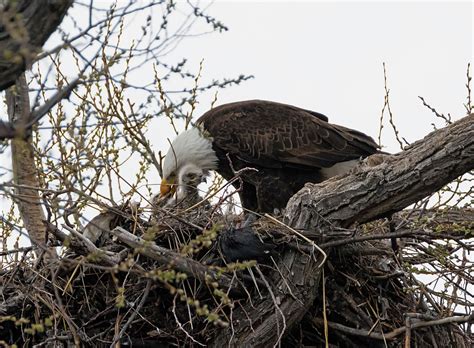 Bald Eagle Feeding Its Chicks Photograph by Loree Johnson | Pixels