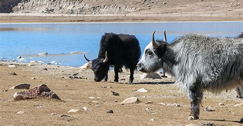 Top 10 Classical Trekking Routes in Tibet, Recommended Trekking in Tibet