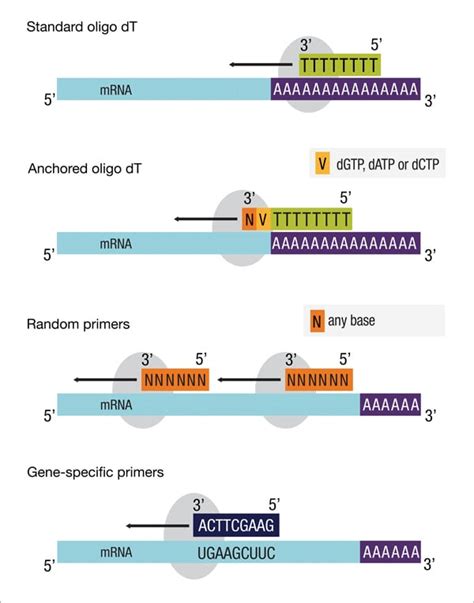 Rt Pcr Principle