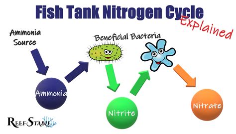 Aquarium Nitrogen Cycle Diagram