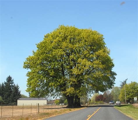 Acer macrophyllum (Big Leaf Maple, Oregon Maple) | North Carolina Extension Gardener Plant Toolbox