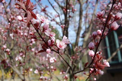 ornamental plum tree | Flickr - Photo Sharing!