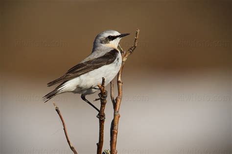 Northern Wheatear Pictures and Photos - Photography - Bird | Wildlife ...