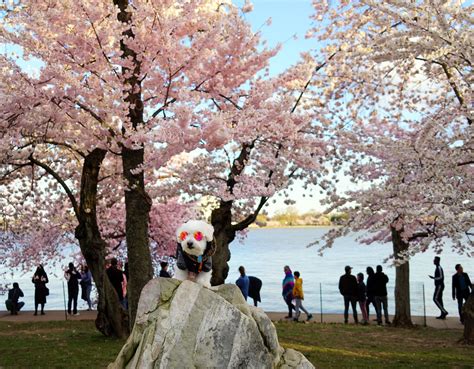 Washington, D.C. cherry blossoms 2019: Favorable weather should make ...