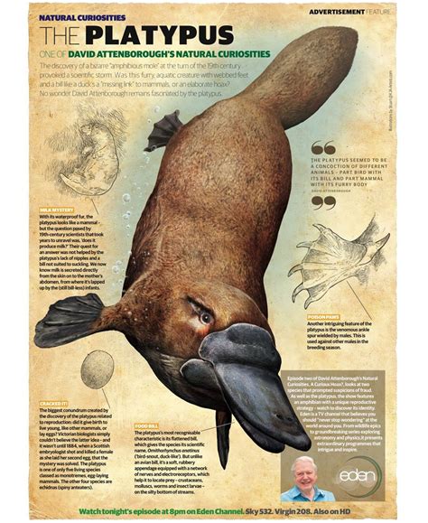 The platypus: one of David Attenborough's Natural Curiosities ...