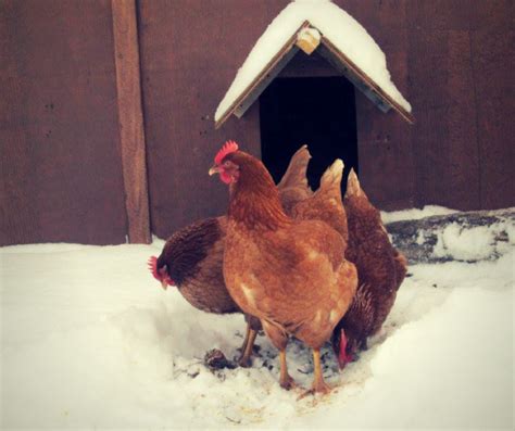 The Basics of Keeping Backyard Chickens - The Homemakers Cottage